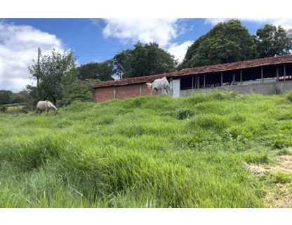 Sítio, 8000 m² - Foto 14