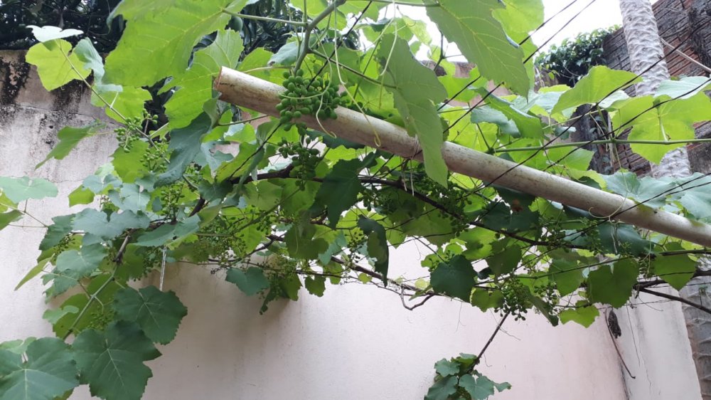 Chácara, 2 quartos, 700 m² - Foto 12