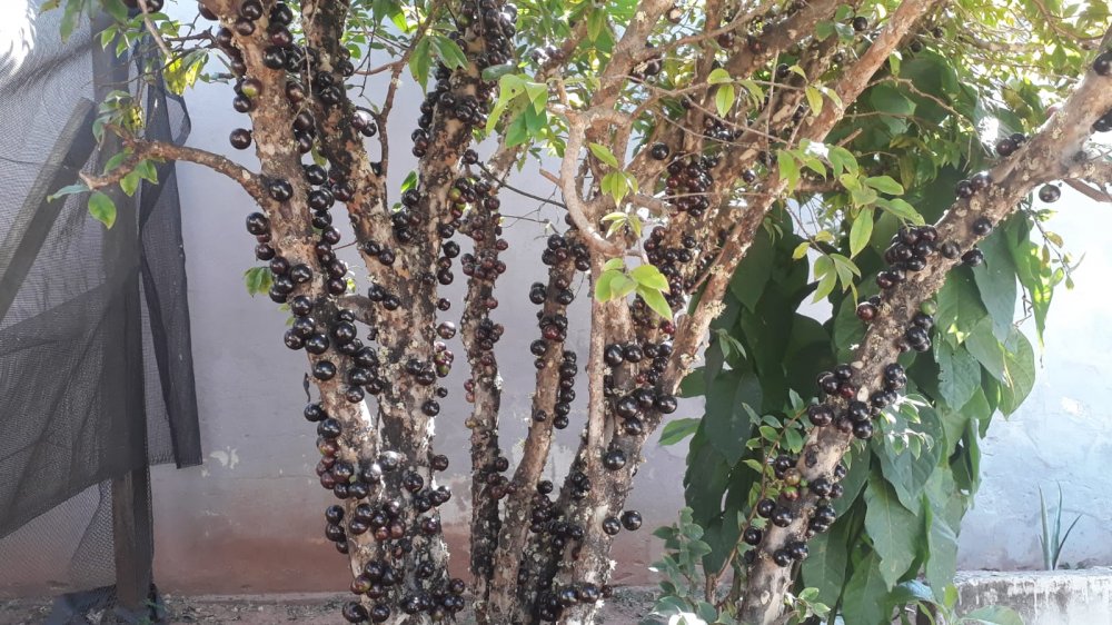 Chácara, 2 quartos, 700 m² - Foto 13