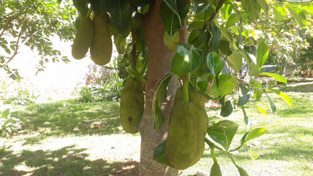 Chácara, 2 quartos, 700 m² - Foto 11