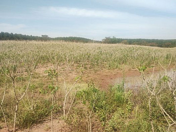 Fazenda - Venda - Área Rural de Bauru - Bauru - SP