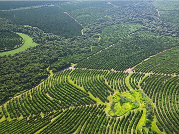 Fazenda 77 alqueires, Regi�o Bauru/SP